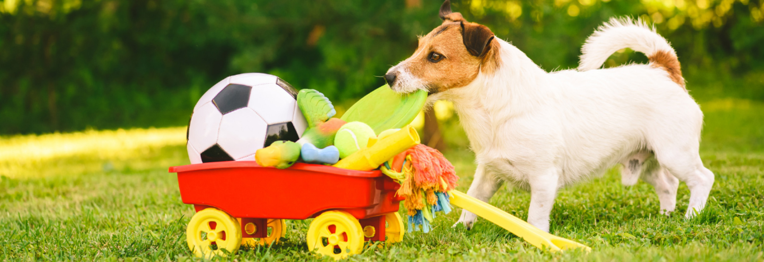 Hondenbenodigdheden Korting -Hondenbenodigdheden Korting 1
