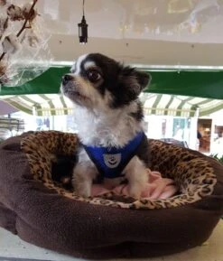 Luxyana® Honden Tuigje - XS - 25-28cm - Geschikt Voor Puppy En Als Kattentuigje - Easy Step-in Hondenharnas - Inclusief Bijpassend Riempje - Zwart -Hondenbenodigdheden Korting 1026x1200 3