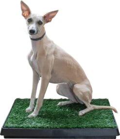 Adori Trainingsmat Gras - Hondentoilet - 50x63 Cm Multi-Color 6 Adori Trainingsmat Gras - Hondentoilet - 50x63 Cm Multi-Color -Hondenbenodigdheden Korting 1034x1200 2