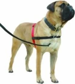 Company Of Animals Halti Harnass - Anti Trektuigje - Hond - Large - Borstomvang Boven De 80 Cm – Zwart -Hondenbenodigdheden Korting 1065x1200 3