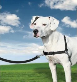 PetSafe Easy Walk® - Hondentuigje - Zwart - M - 51-71 Cm 29 PetSafe Easy Walk® - Hondentuigje - Zwart - M - 51-71 Cm -Hondenbenodigdheden Korting 1123x1200 3