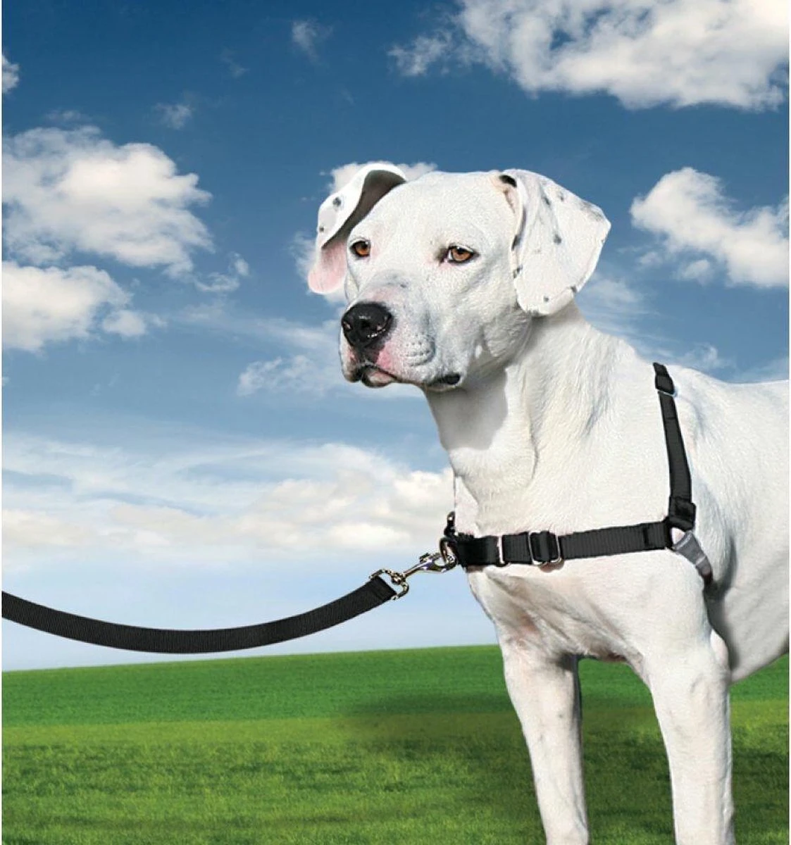 PetSafe Easy Walk® - Hondentuigje - Zwart - M - 51-71 Cm 11 PetSafe Easy Walk® - Hondentuigje - Zwart - M - 51-71 Cm - Afbeelding 11