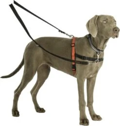 Company Of Animals Halti Trainingslijn - Large - 2 Meter - Verstelbaar - Zwart -Hondenbenodigdheden Korting 1145x1200 2