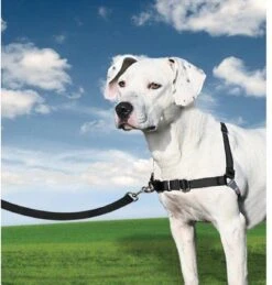 PetSafe Easy Walk® - Hondentuigje - Zwart - L - 66-91 Cm 27 PetSafe Easy Walk® - Hondentuigje - Zwart - L - 66-91 Cm -Hondenbenodigdheden Korting 1145x1200 5