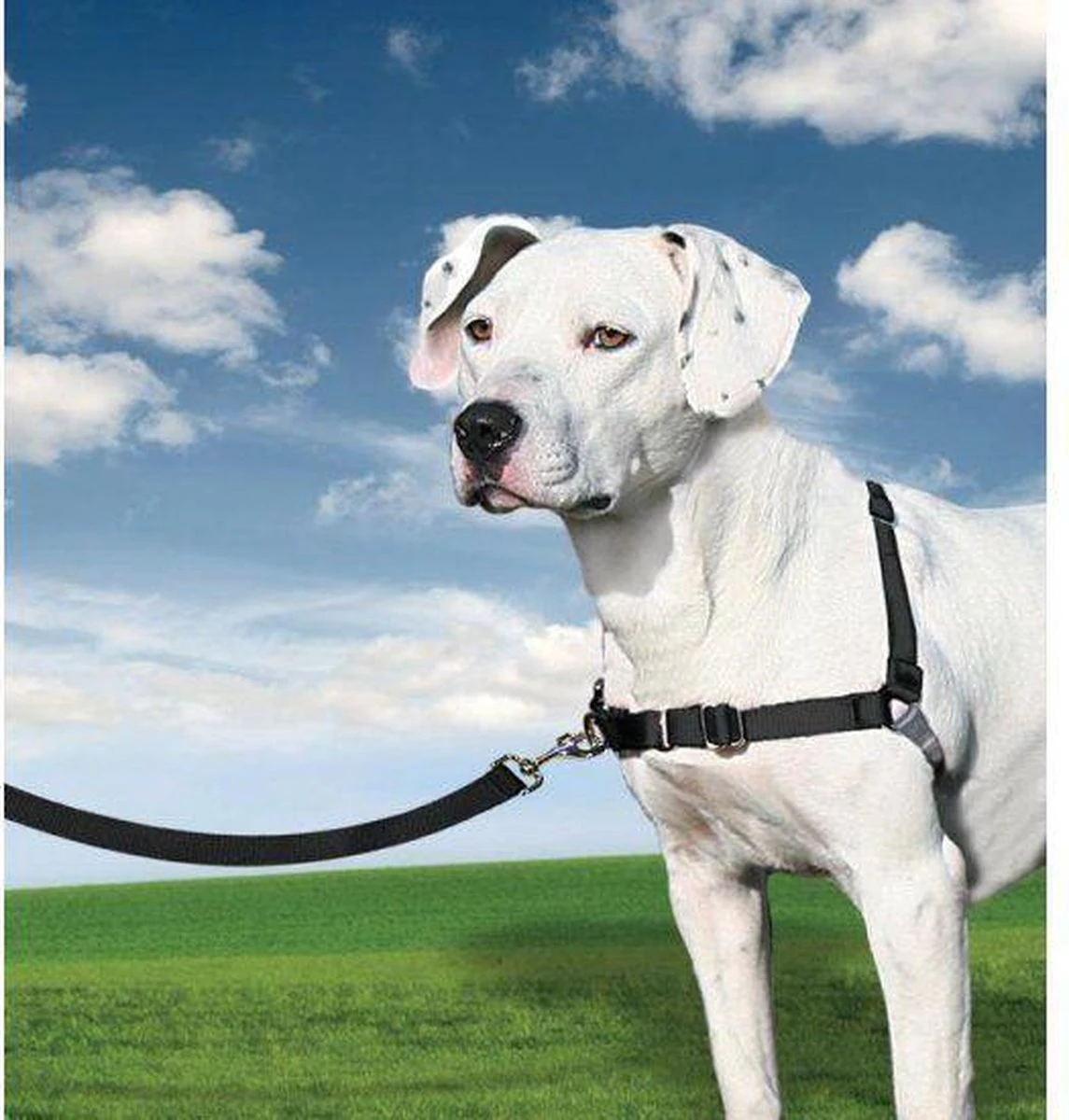 PetSafe Easy Walk® - Hondentuigje - Zwart - L - 66-91 Cm 8 PetSafe Easy Walk® - Hondentuigje - Zwart - L - 66-91 Cm - Afbeelding 8