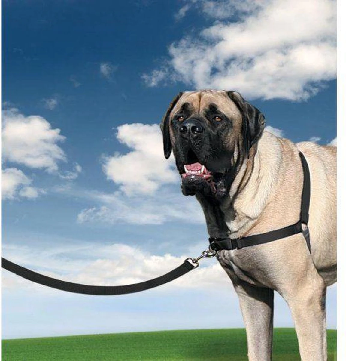 PetSafe Easy Walk® - Hondentuigje - Zwart - M - 51-71 Cm 7 PetSafe Easy Walk® - Hondentuigje - Zwart - M - 51-71 Cm - Afbeelding 7
