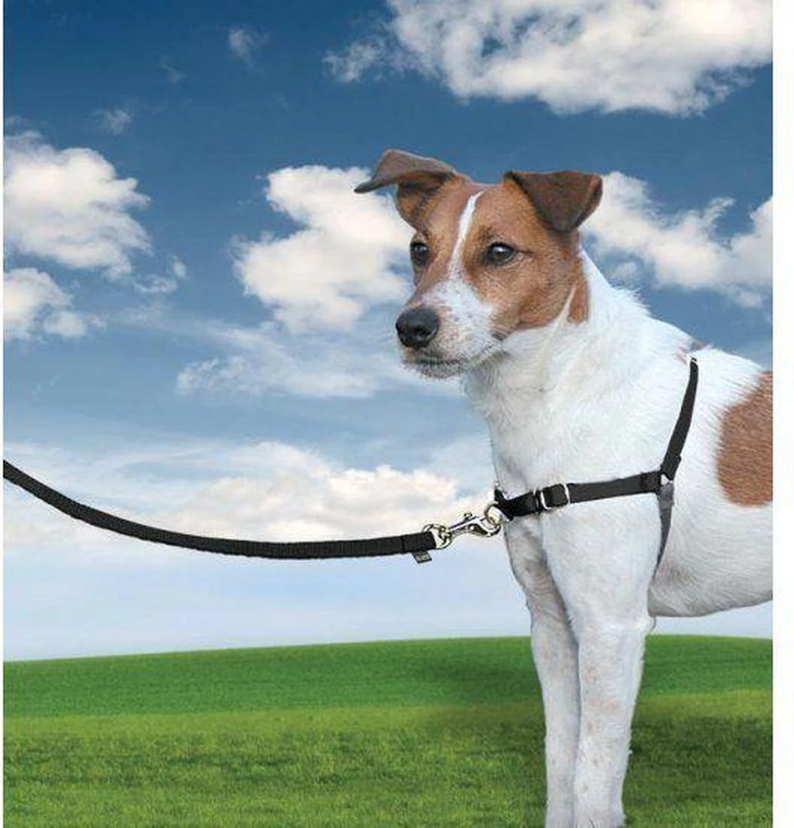 PetSafe Easy Walk® - Hondentuigje - Zwart - M - 51-71 Cm 8 PetSafe Easy Walk® - Hondentuigje - Zwart - M - 51-71 Cm - Afbeelding 8