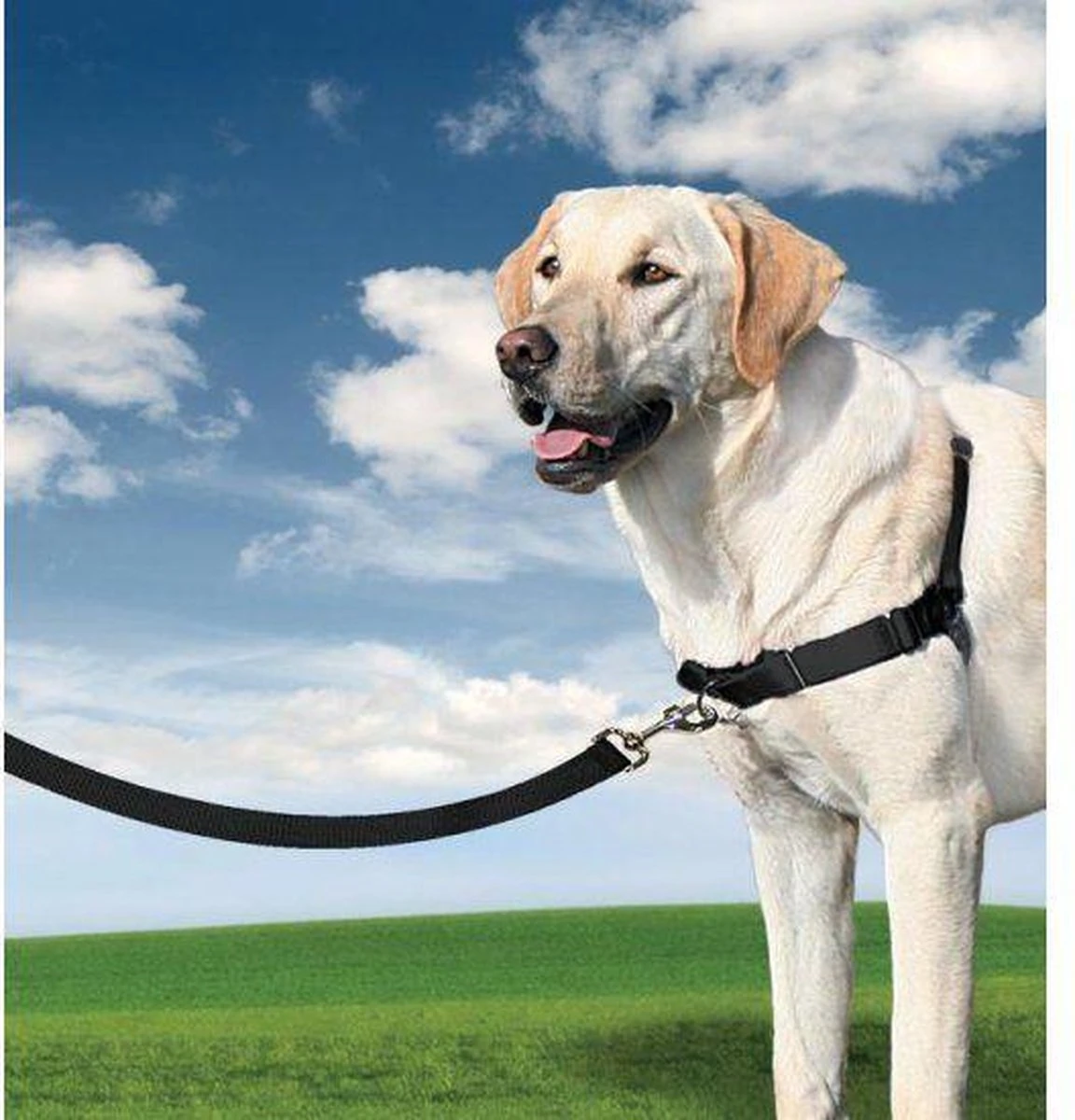 PetSafe Easy Walk® - Hondentuigje - Zwart - M - 51-71 Cm 10 PetSafe Easy Walk® - Hondentuigje - Zwart - M - 51-71 Cm - Afbeelding 10