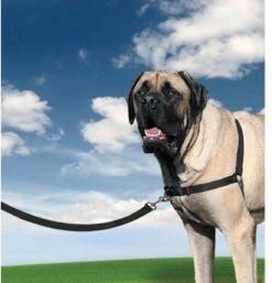 Petsafe Easy Walk® Deluxe Harness - Hondentuigje - Blauw - M - 1,8 M -Hondenbenodigdheden Korting 1152x1200 4