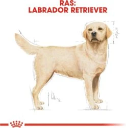 Royal Canin Labrador Retriever Adult 12 KG -Hondenbenodigdheden Korting 1185x1200
