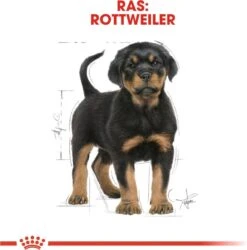 Royal Canin Rottweiler Junior 12 KG 24 Royal Canin Rottweiler Junior 12 KG -Hondenbenodigdheden Korting 1185x1200 3