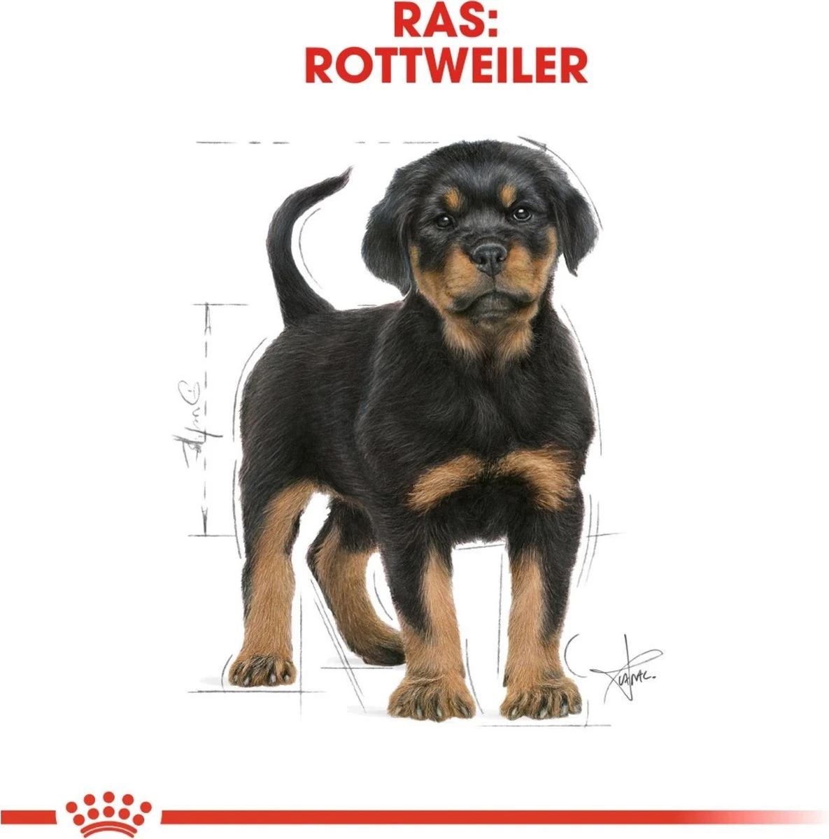 Royal Canin Rottweiler Junior 12 KG 7 Royal Canin Rottweiler Junior 12 KG - Afbeelding 7