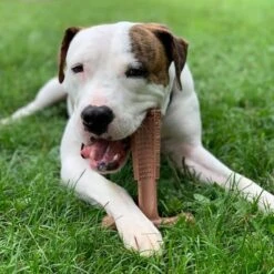 Spot Bam-Bones Plus Easy Grip - Veilig Kauwbot Voor Honden - Speciaal Voor Sterke Kauwers - Verzorgt Het Gebit Van De Hond - Rund Of Kip - S/M/L - Maat: Large, Smaak: Kip 15 Spot Bam-Bones Plus Easy Grip - Veilig Kauwbot Voor Honden - Speciaal Voor Sterke Kauwers - Verzorgt Het Gebit Van De Hond - Rund Of Kip - S/M/L - Maat: Large, Smaak: Kip -Hondenbenodigdheden Korting 1198x1200 43