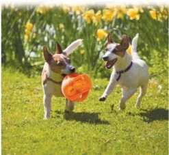 Kong Jumbler Ball - Assorti - M/L - Hondenspeelgoed - Ø14 Cm 13 Kong Jumbler Ball - Assorti - M/L - Hondenspeelgoed - Ø14 Cm -Hondenbenodigdheden Korting 1200x1102 9