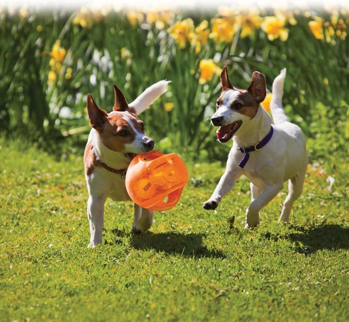 Kong Jumbler Ball - Assorti Hondenspeelgoed - L/XL - Ø18 Cm 6 Kong Jumbler Ball - Assorti Hondenspeelgoed - L/XL - Ø18 Cm - Afbeelding 6