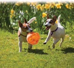 Kong Jumbler Ball - Assorti - M/L - Hondenspeelgoed - Ø14 Cm 18 Kong Jumbler Ball - Assorti - M/L - Hondenspeelgoed - Ø14 Cm -Hondenbenodigdheden Korting 1200x1108 7