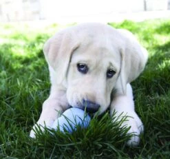 Kong Stuff 'N Mini Snacks Puppy Hondensnack - Kip & Rijst -Hondenbenodigdheden Korting 1200x1122