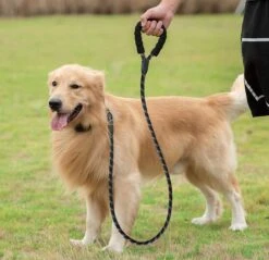 Comfortabele Hondenriem Met Gevoerd Handvat – Stevige Nylon Hondenlijn – Riem Voor Honden -Hondenbenodigdheden Korting 1200x1159 38