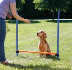 Trixie Dog Activity Agility Horde - Blauw/Oranje - 123 X 115 X 3 Cm 10 Trixie Dog Activity Agility Horde - Blauw/Oranje - 123 X 115 X 3 Cm -Hondenbenodigdheden Korting 1200x1163 15