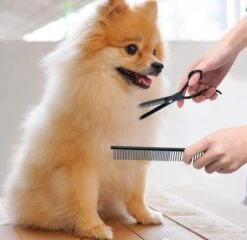 Petsify - Professionele 8-delige Huisdier Knipset - Effileerschaar Hond - Kam Hond - Schaar Hond - Katten Kam - Hondenschaar - Trimschaar Voor Honden - Kapperset - Zwart -Hondenbenodigdheden Korting 1200x1166 5