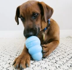 Kong Puppy - Kauwbot Hondenspeelgoed Small - Kauwbot - 85mm X 42mm - Groen/Wit -Hondenbenodigdheden Korting 1200x1167 22