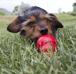 Kong Kauwbot - Hondenspeelgoed - Rood - M -Hondenbenodigdheden Korting 1200x1171 18