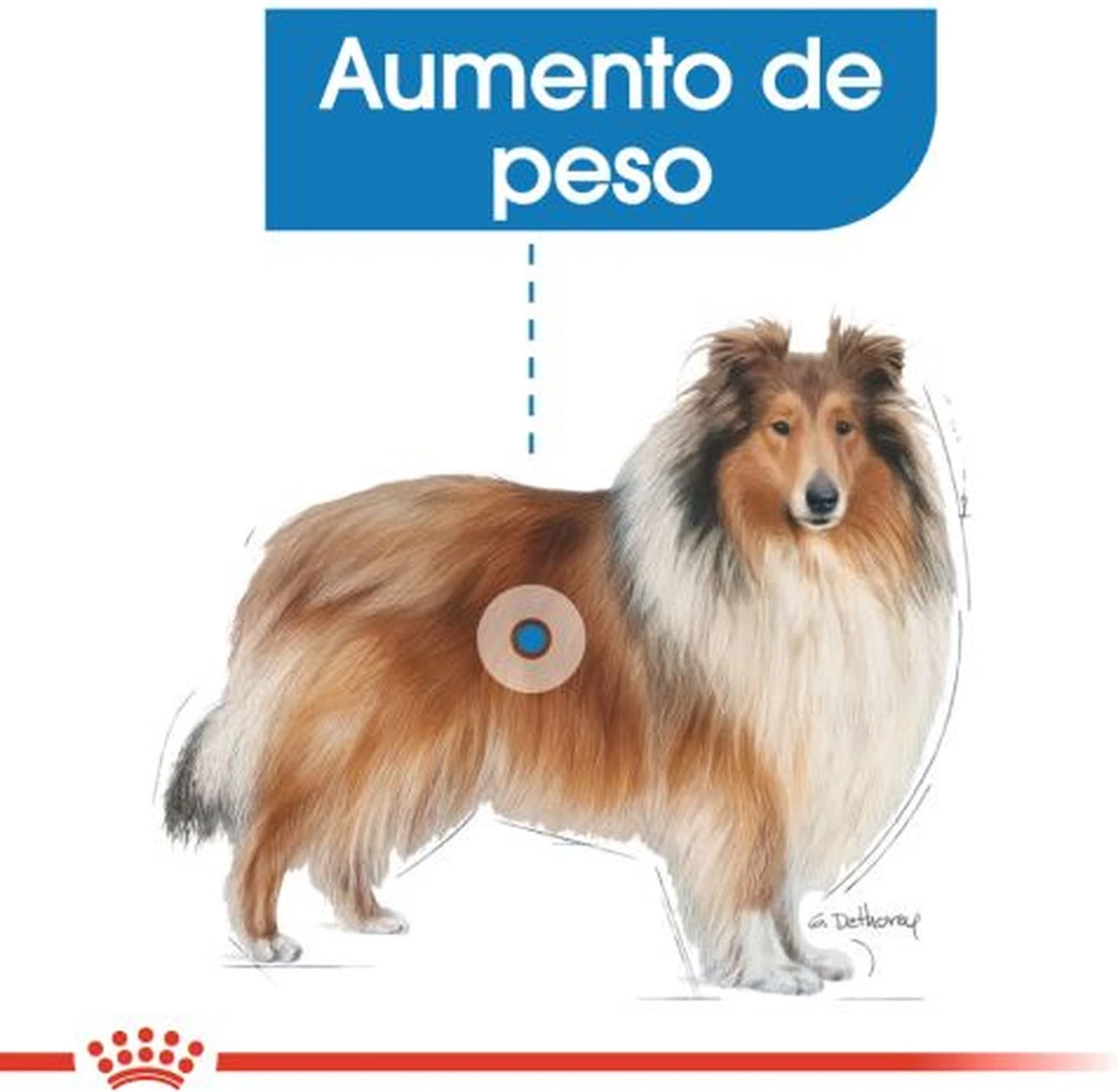 Royal Canin Light Weight Care Maxi - Hondenvoer - 12 Kg 4 Royal Canin Light Weight Care Maxi - Hondenvoer - 12 Kg - Afbeelding 4