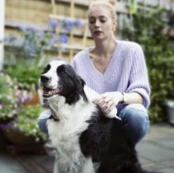 Merkloos HondenFöhn En Borstel - RVS Borstel - Huisdieren - 2 In 1 Hondenföhn -Hondenbenodigdheden Korting 1200x1190 9