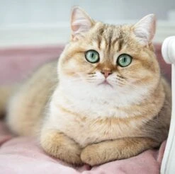 Lord Lou - George Blauw Velvet S - Luxe Hondenmand - Luxe Kattenmand - 49x40x31 15 Lord Lou - George Blauw Velvet S - Luxe Hondenmand - Luxe Kattenmand - 49x40x31 -Hondenbenodigdheden Korting 1200x1197 21