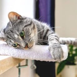 Pfotenolymp® Premium Window Baars/Krabmat Voor Katten Bij Het Raam - Vensterbank/Kattenbank Voor De Vensterbank - Zit/Ligstoel Voor Katten -Hondenbenodigdheden Korting 1200x1199 22