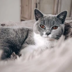 District 70 FUZZ - Hondenmand Comfortabel En Zacht Pluche - Zand, Oudroze, Donkergrijs En Lichtgrijs In S/M/L/XL - Maat: Large, Kleur: Zand -Hondenbenodigdheden Korting 1200x1200 1149