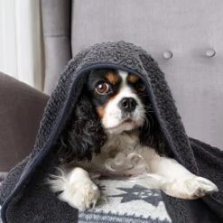 Nobleza 40UWK Hondendeken - Dierenmat - Benchkleed - 120x100cm - Grijs 14 Nobleza 40UWK Hondendeken - Dierenmat - Benchkleed - 120x100cm - Grijs -Hondenbenodigdheden Korting 1200x1200 1160