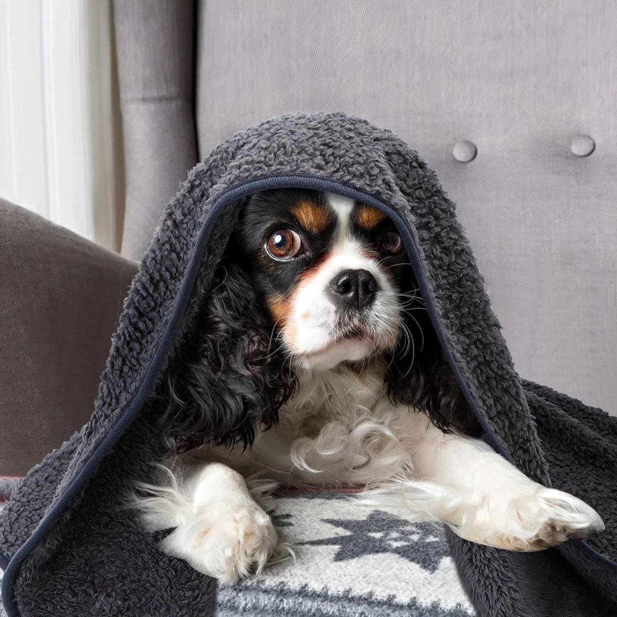 Nobleza 40UWK Hondendeken - Dierenmat - Benchkleed - 120x100cm - Grijs 5 Nobleza 40UWK Hondendeken - Dierenmat - Benchkleed - 120x100cm - Grijs - Afbeelding 5