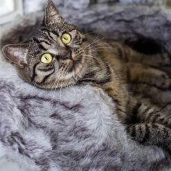 District 70 NORDIC - Luxe Kattenmand Op Pootjes - 40x30x25cm In Silver - Silver -Hondenbenodigdheden Korting 1200x1200 1203