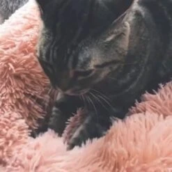 Snoozle Donut Hondenmand - Zacht En Luxe Hondenkussen - Wasbaar - Fluffy - Hondenmanden - 60cm - Lichtgrijs -Hondenbenodigdheden Korting 1200x1200 1266