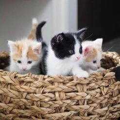 District 70 COCOON - Luxe Hondenmand Van Duurzaam Hoogwaardig Riet Met Zacht Kussen - Maten S/M/L - Large -Hondenbenodigdheden Korting 1200x1200 1297