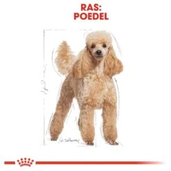 Royal Canin Poodle Adult - Hondenvoer - 7,5 Kg 21 Royal Canin Poodle Adult - Hondenvoer - 7,5 Kg -Hondenbenodigdheden Korting 1200x1200 13