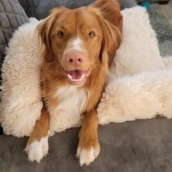 Origineel Hondendeken Voor Bank M – Hondenkleed Fluffy – Pluche Hondenbed - Hondenmand Premium - Volledig Afritsbaar - Beige -Hondenbenodigdheden Korting 1200x1200 1498