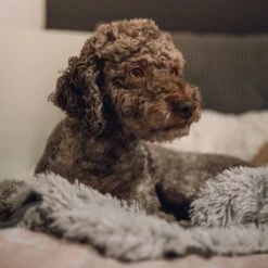 Fluffy Blanket - Pluche Hondendeken - 120 X 100 CM - Grijs - Voor De Auto Of Bank - Fleece 10 Fluffy Blanket - Pluche Hondendeken - 120 X 100 CM - Grijs - Voor De Auto Of Bank - Fleece -Hondenbenodigdheden Korting 1200x1200 1575