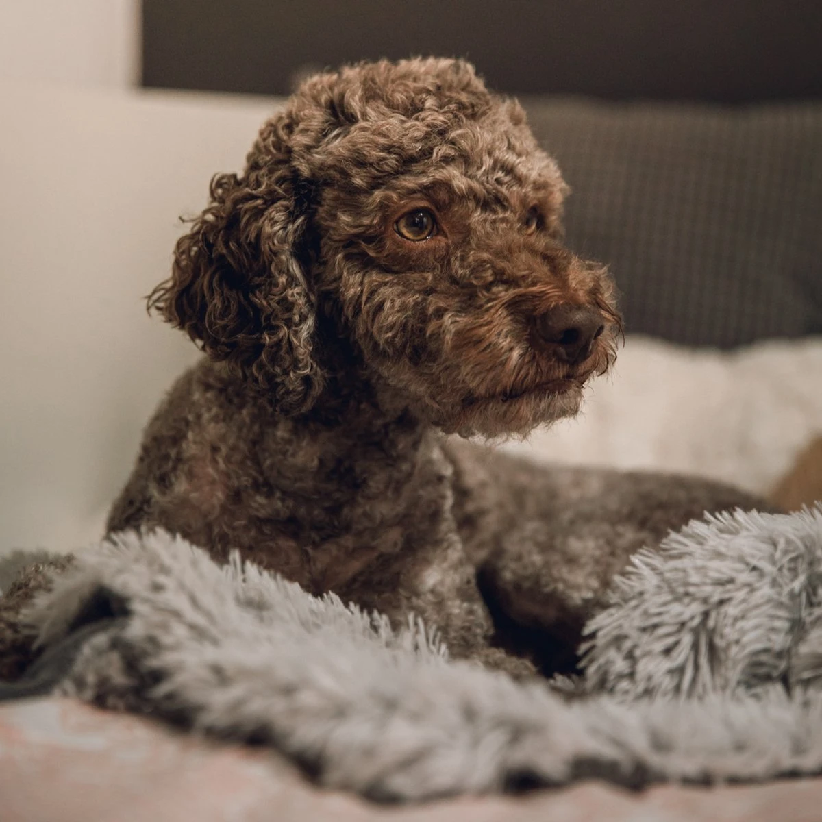 Fluffy Blanket - Pluche Hondendeken - 120 X 100 CM - Grijs - Voor De Auto Of Bank - Fleece 5 Fluffy Blanket - Pluche Hondendeken - 120 X 100 CM - Grijs - Voor De Auto Of Bank - Fleece - Afbeelding 5