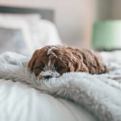 Fluffy Blanket - Pluche Hondendeken - 120 X 100 CM - Grijs - Voor De Auto Of Bank - Fleece 11 Fluffy Blanket - Pluche Hondendeken - 120 X 100 CM - Grijs - Voor De Auto Of Bank - Fleece -Hondenbenodigdheden Korting 1200x1200 1576