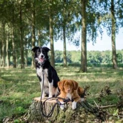 Rebel Petz - Dubbele Verstelbare Hondenriem Voor Twee Honden - Met Draaibare Sluiting En Zacht Handvat - Small En Large - Small (140 Cm Lang, Ø 8 Mm) -Hondenbenodigdheden Korting 1200x1200 1675