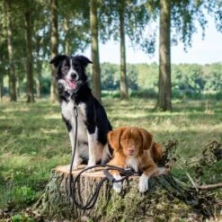 Rebel Petz - Dubbele Verstelbare Hondenriem Voor Twee Honden - Met Draaibare Sluiting En Zacht Handvat - Small En Large - Large (140 Cm Lang, Ø 12 Mm) 28 Rebel Petz - Dubbele Verstelbare Hondenriem Voor Twee Honden - Met Draaibare Sluiting En Zacht Handvat - Small En Large - Large (140 Cm Lang, Ø 12 Mm) -Hondenbenodigdheden Korting 1200x1200 1699