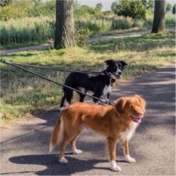 Rebel Petz - Dubbele Verstelbare Hondenriem Voor Twee Honden - Met Draaibare Sluiting En Zacht Handvat - Small En Large - Large (140 Cm Lang, Ø 12 Mm) 34 Rebel Petz - Dubbele Verstelbare Hondenriem Voor Twee Honden - Met Draaibare Sluiting En Zacht Handvat - Small En Large - Large (140 Cm Lang, Ø 12 Mm) -Hondenbenodigdheden Korting 1200x1200 1701