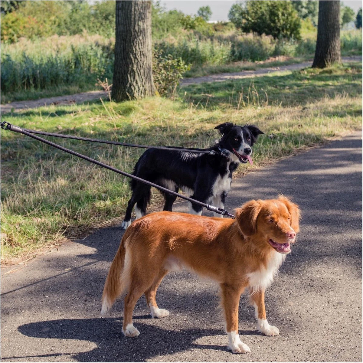 Rebel Petz - Dubbele Verstelbare Hondenriem Voor Twee Honden - Met Draaibare Sluiting En Zacht Handvat - Small En Large - Large (140 Cm Lang, Ø 12 Mm) 15 Rebel Petz - Dubbele Verstelbare Hondenriem Voor Twee Honden - Met Draaibare Sluiting En Zacht Handvat - Small En Large - Large (140 Cm Lang, Ø 12 Mm) - Afbeelding 15