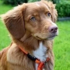 Rebel Petz - Honden Trainingslijn Met Halsband - Taupe, Zwart, Groen & Oranje - Maat Small Of Large - Kleur: Oranje, Maat: Large -Hondenbenodigdheden Korting 1200x1200 1712