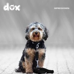 DDOXX Hondenriem Air Mesh, 3-voudig Verstelbaar, 2m | Voor Kleine & Grote Honden | Dubbele Riem Twee Honden Kat Puppy | Tug Leash Large | Lead Leash Small | Walking Leash Puppy Leash | Zwart, M -Hondenbenodigdheden Korting 1200x1200 1722