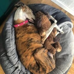 Merkloos Hondenknuffel - Puppyknuffel Met Hartslag - Knuffel Met Hartslag - Antistress Hond - Hondenspeelgoed 13 Merkloos Hondenknuffel - Puppyknuffel Met Hartslag - Knuffel Met Hartslag - Antistress Hond - Hondenspeelgoed -Hondenbenodigdheden Korting 1200x1200 1929