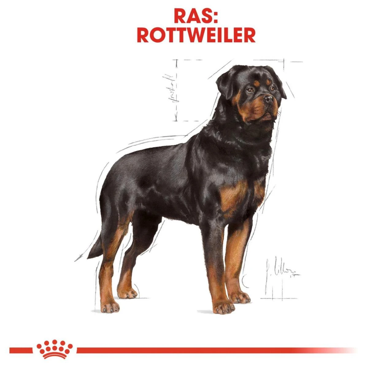 Royal Canin Rottweiler 12 KG 9 Royal Canin Rottweiler 12 KG - Afbeelding 9