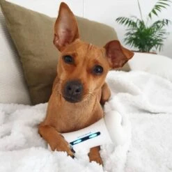 Cheerble Wickedbone|Automatisch Hondenspeeltje|Interactief En Intelligent Speelgoed Voor Honden|App & Bluetooth Bestuurbaar|USB Oplaadbaar 21 Cheerble Wickedbone|Automatisch Hondenspeeltje|Interactief En Intelligent Speelgoed Voor Honden|App & Bluetooth Bestuurbaar|USB Oplaadbaar -Hondenbenodigdheden Korting 1200x1200 2126